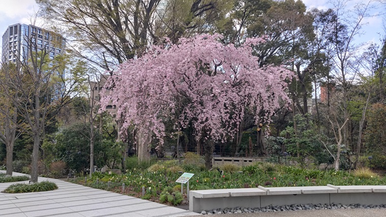 東京ガーデンテラス紀尾井町の枝垂桜
