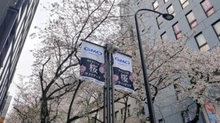 桜丘町さくら通りの桜