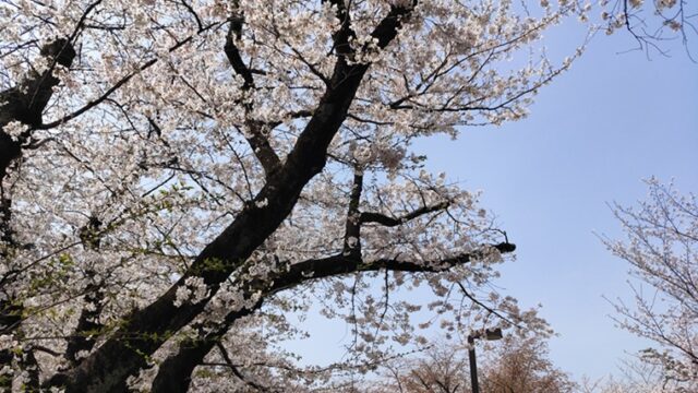 代々木公園の桜