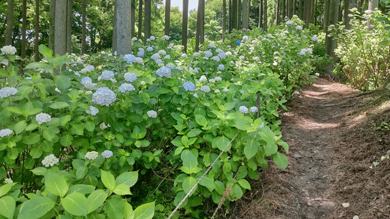 金沢浦山地区アジサイ園の紫陽花