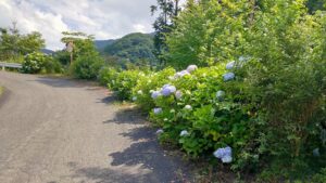 東秩父村あじさいの道と紫陽花