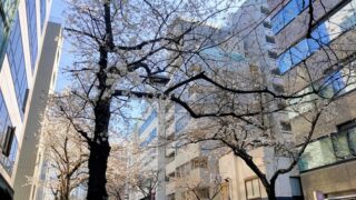 さくら通りの桜
