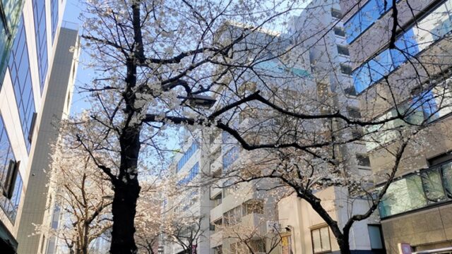 さくら通りの桜