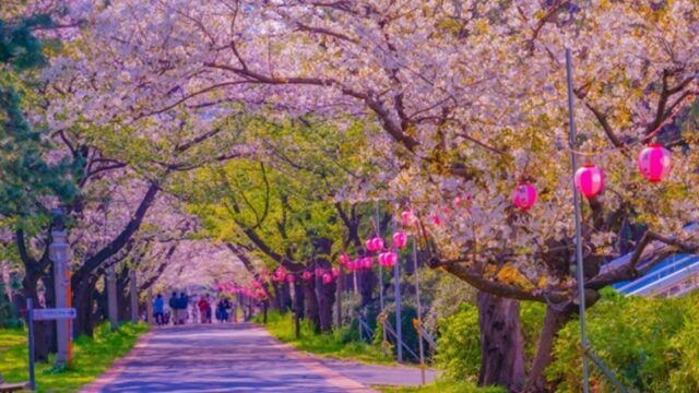 辰巳の森緑道公園の桜並木