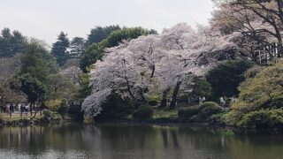 新宿御苑の池と桜