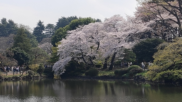 新宿御苑の池と桜