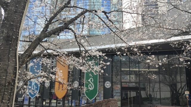 赤坂サカスの枝垂桜