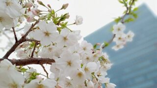 お台場海浜公園の桜