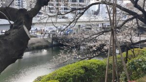 東京ガーデンテラス紀尾井町の桜と弁慶濠