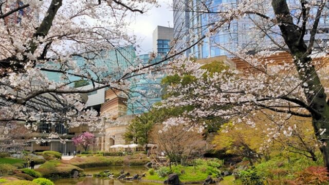 六本木ヒルズ毛利庭園の桜